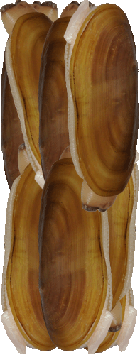 Razor Clams